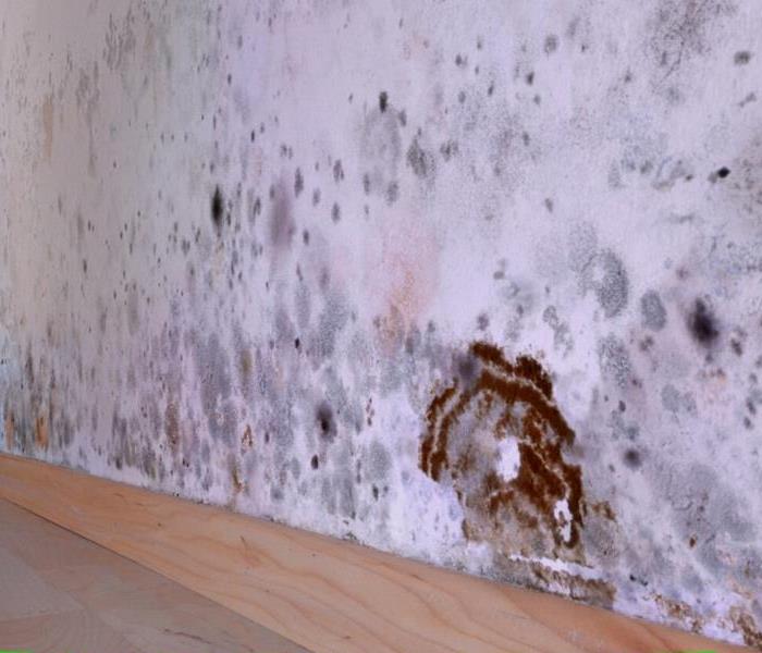 mold damage on a wall with wooden flooring 