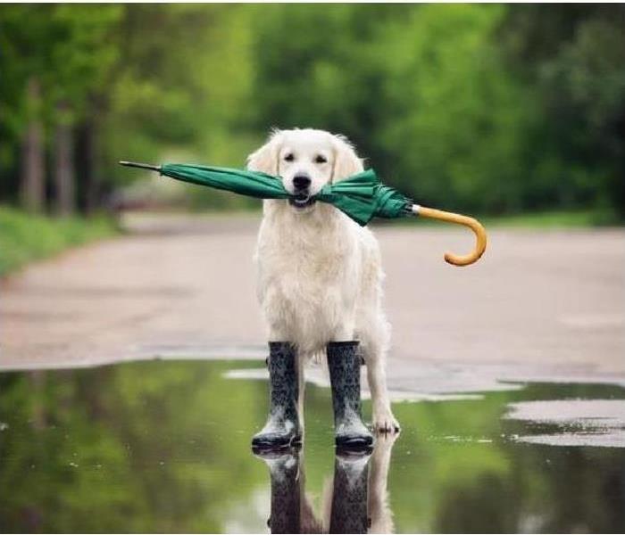 dog wearing rainboots and holding an umbrella in its mouth 